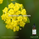 ziggy-health-organic-lomatium-root-extract-drops-alcohol-free-liquid-tincture-for-immune-lung-support-gluten-free-herbal-supplement-1oz-07-ziggy-health-organic-lomatium-root-extract-drops---7.jpg