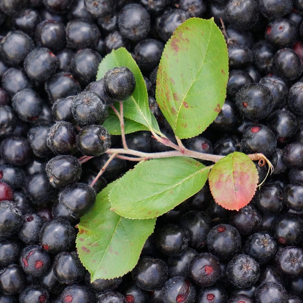 organic-aronia-juice-powder-rich-in-antioxidants-fiber-and-essential-vitamins-non-gmo-gluten-free-water-soluble-alovitox-07-organic-aronia-juice-powder-rich-in-antioxidants-f-7.jpg