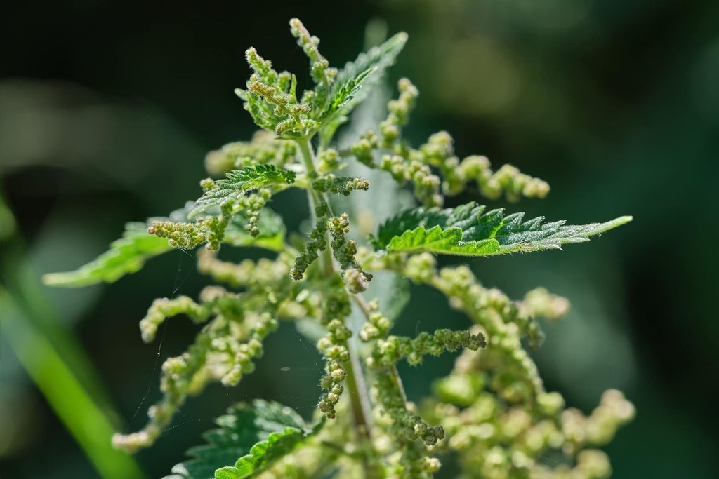 german-bluechai-stinging-nettle-seeds-vegan-protein-source-from-urtica-dioica-dried-seeds-0-7oz-20g-non-gmo-gluten-free-03-german-bluechai-stinging-nettle-seeds---vegan-prot-3.jpg
