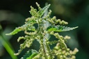 german-bluechai-stinging-nettle-seeds-vegan-protein-source-from-urtica-dioica-dried-seeds-0-7oz-20g-non-gmo-gluten-free-03-german-bluechai-stinging-nettle-seeds---vegan-prot-3.jpg