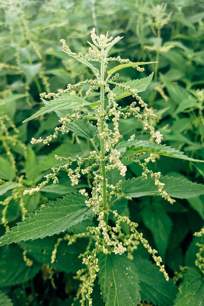german-bluechai-stinging-nettle-seeds-vegan-protein-source-from-urtica-dioica-dried-seeds-0-7oz-20g-non-gmo-gluten-free-04-german-bluechai-stinging-nettle-seeds---vegan-prot-4.jpg