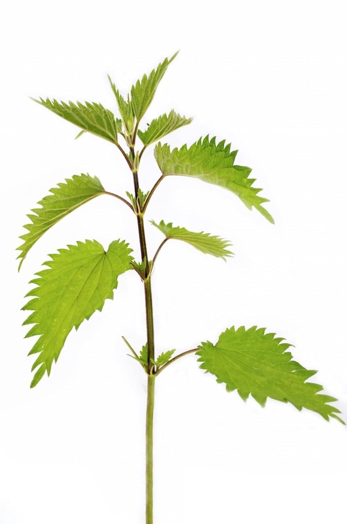 german-bluechai-stinging-nettle-seeds-vegan-protein-source-from-urtica-dioica-dried-seeds-0-7oz-20g-non-gmo-gluten-free-05-german-bluechai-stinging-nettle-seeds---vegan-prot-5.jpg