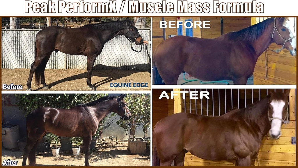 equine-gold-signature-line-peak-performx-supreme-soul-multi-vitamin-1420g-with-tribulus-body-builder-competition-recovery-nitric-oxide-health-formula-06-equine-gold-signature-line-peak-performx-supreme-s-6.jpg