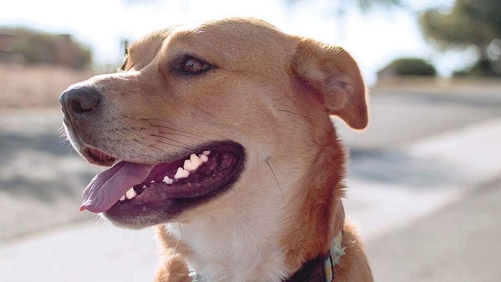dog-oral-care-supplement-for-bad-breath-teeth-health-advanced-support-complex-with-vitamins-promotes-overall-dog-health-60-tablets-03-dog-oral-care-supplement-for-bad-breath-teeth-heal-3.jpg